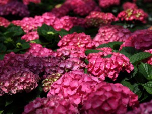 Hortensja ogrodowa (Hydrangea macrophylla) Leuchtfeuer c3 zdjęcie 3