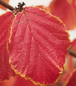 Oczar czerwony (Hamamelis intermedia) Diane c2 zdjęcie 6