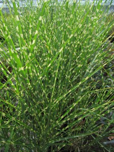 Miskant chiński (Miscanthus sinensis) Zebrinus zdjęcie 4
