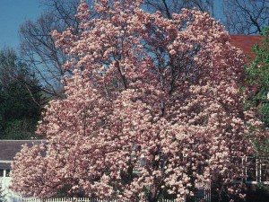 Magnolia Satisfaction rewelacyjna c4 zdjęcie 3