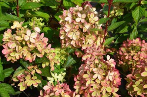 Hortensja bukietowa Pastelgreen Hydrangea c5 zdjęcie 3