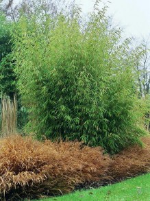 Bambus krzewiasty - Fargesia murielae c2 zdjęcie 4