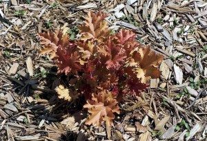 Żurawka (Heuchera) Marmalade zdjęcie 4
