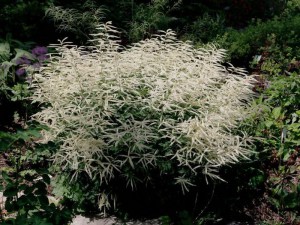 Parzydło leśne (Aruncus) Misty Lace c1  zdjęcie 4
