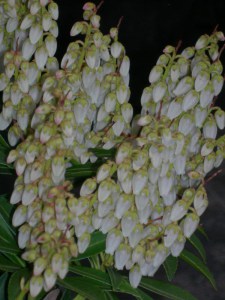 Pieris japoński (Pieris japonica) Debutante zdjęcie 4