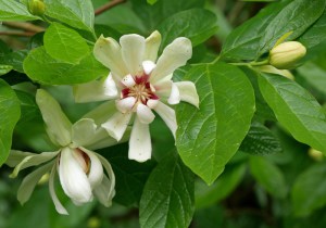 Kielichowiec (Calycanthus) Venus c3 zdjęcie 1