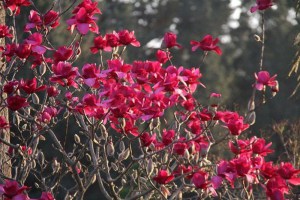 Magnolia Vulcan szczepiona c5 zdjęcie 2