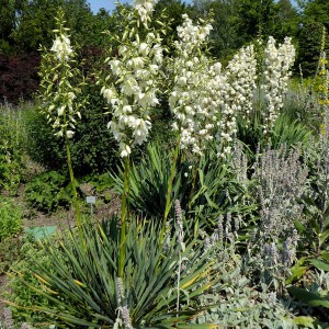 Jukka karolińska (Yucca filamentosa) Bright Edge zdjęcie 1