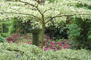 Dereń pagodowy (Cornus controversa) Variegata c4 zdjęcie 4