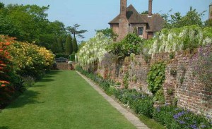 Glicynia Longissima Alba, wisteria Shiro-noda zdjęcie 3