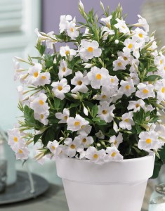 Sandewilla (Sundaville, dipladenia) Classic Pearl zdjęcie 4