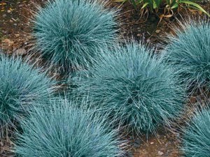 Kostrzewa Sina (Festuca glauca) Niebieska Trawa zdjęcie 2