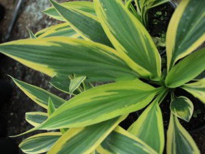 Funkia (Hosta) Lakeside Dragonfly sadzonka 6