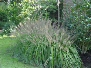 Trawa rozplenica japońska piórkówka (Pennisetum) Moudry zdjęcie 5