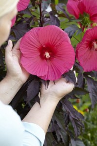 Hibiskus bylinowy (Hibiscus moscheutos) Carousel Pink Passion zdjęcie 4