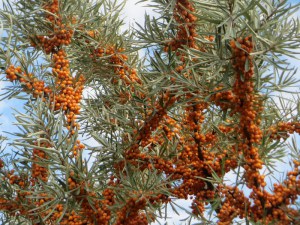 Rokitnik zwyczajny, pospolity (Hippophae rhamnoides) c2 zdjęcie 4