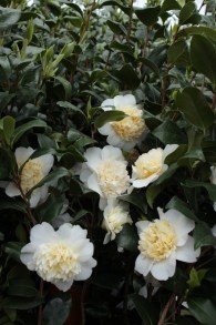 Kamelia japońska (Camellia japonica) Nobilissima c4 zdjęcie 4