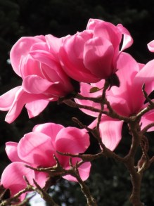 Magnolia Sweet Merlot c3 zdjęcie 4