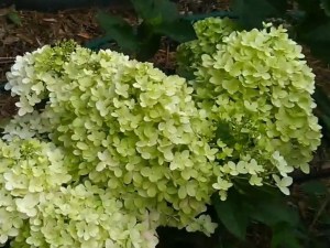 Hydrangea paniculata (Hydrangea paniculata) Magical Andes c2 zdjęcie 4