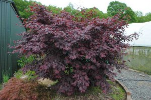 Klon Shirasawy (Acer shirasawum) Jasemin c3 zdjęcie 4