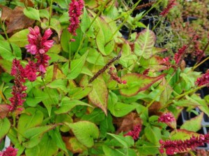 Rdest himalajski (Persicaria) JS Caliente zdjęcie 4