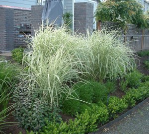Miskant chiński (Miscanthus chinensis) Variegatus zdjęcie 4