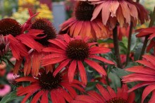 Jeżówka purpurowa (Echinacea) Fountain Red zdjęcie 3