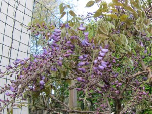  Glicynia chińska (Wisteria chinensis) Blue Sapphire zdjęcie 6