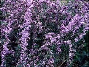 Budleja skrętolistna (Budleja alternifolia) zdjęcie 3