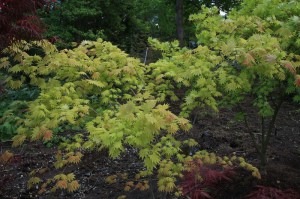 Klon Shirasawy (Acer shirasawum) Autumn Moon c3 zdjęcie 4