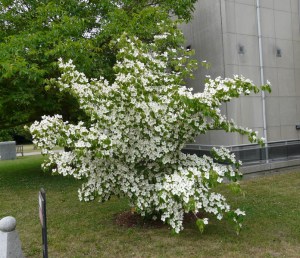 Dereń kousa (Cornus kousa) Milky Way c5 zdjęcie 4