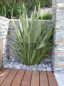 Len nowozelandzki, tęgosz mocny (Phormium) zielonolistny duży 4