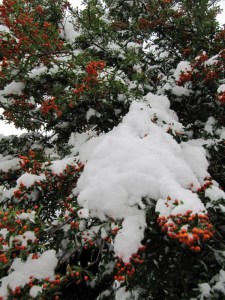 Ognik szkarłatny (Pyracantha coccinea) Teton c3 zdjęcie 4