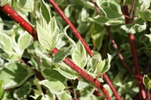 Dereń biały (Cornus alba) Elegantissima c2 zdjęcie 4