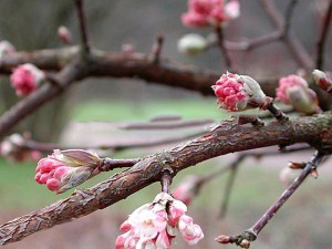 Kalina bodneńska (Viburnum bodnanense) Dawn zdjęcie 4