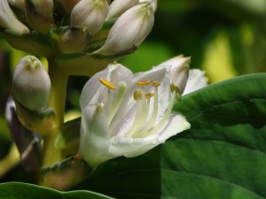 Funkia (Hosta) Dream Queen zdjęcie 4