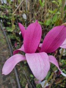 Magnolia Burgundy Star c5 zdjęcie 3