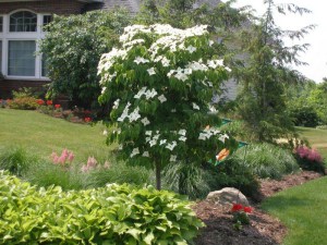Dereń kousa (Cornus kousa) c3 zdjęcie 6