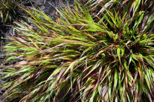 Trawa bambusowa (Hakonechloa macra) Nicolas zdjęcie 3