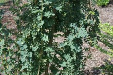 Karagana syberyjska (Caragana arborescens) Pendula na pniu c2 zdjęcie 3