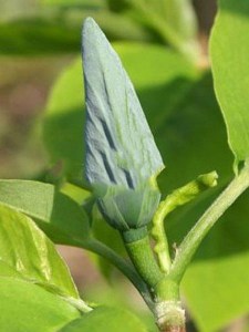 Magnolia acuminata Blue Opal zdjęcie 3