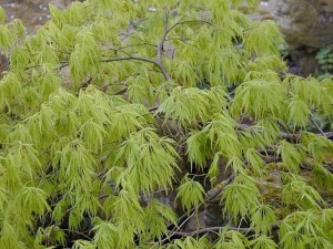 Klon palmowy szczepiony (Acer palm.) Dissectum c2 zdjęcie 3