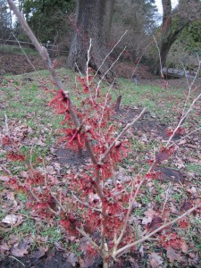 Oczar  złotożółty (Hamamelis) Rubin c4 zdjęcie 1