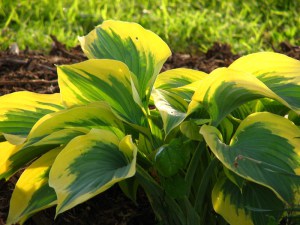 Funkia (Hosta) Liberty zdjęcie 3