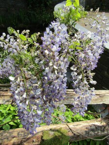 Glicynia, Wisteria formosa Issai (synonim Domino) zdjęcie 3