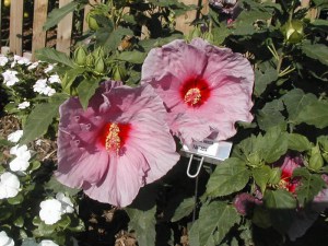 Hibiskus bylinowy (Hibiscus moscheutos) Fantasia zdjęcie 3