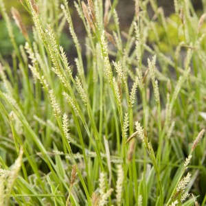 Trawa turzyca Morrowa (Carex morrowii) Ice Dance zdjęcie 2