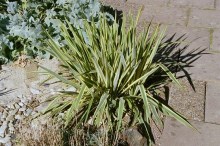 Jukka karolińska (Yucca filamentosa) Bright Edge zdjęcie 9