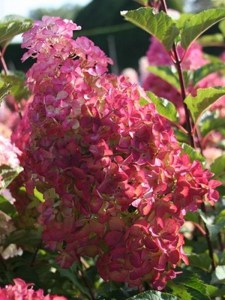 Hortensja bukietowa (Hydrangea) Fraise Melba c2 zdjęcie 3