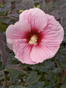 Hibiskus bylinowy (Hibiscus) Summer Storm zdjęcie 3
